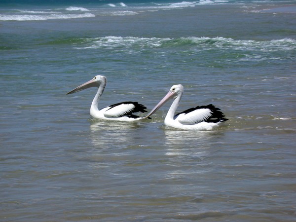 Pelicans